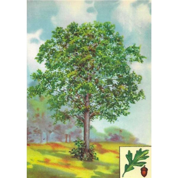 1920's White Oak Color Lithograph Print