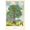 Image 2 : 1920's White Oak Color Lithograph Print