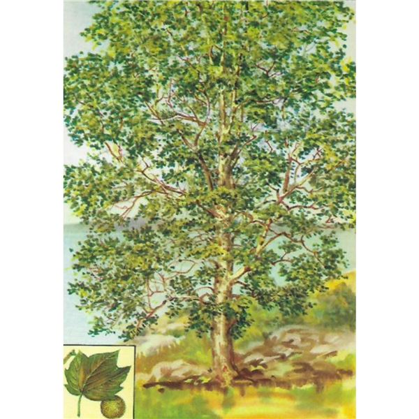 1920's Sycamore Color Lithograph Print