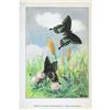 Image 2 : 1920's Green-Clouded Swallowtail Butterfly Color Lithograph Print