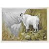 Image 2 : 1920's Mountain Goat Color Lithograph Print