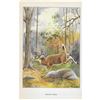 Image 2 : 1920's Virginia Deer Color Lithograph Print