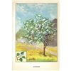 Image 2 : 1920's Hawthorn Color Lithograph Print