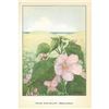 Image 2 : 1920's Swamp Rose-Mallow Color Lithograph Print