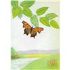Image 2 : 1920's Gray Comma ( Comstock ) Butterfly Color Lithograph Print