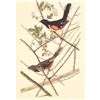 Image 1 : c1950 Audubon Print, Towhee