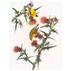 Image 1 : c1946 Audubon Print, #33 Goldfinch