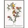 Image 2 : c1946 Audubon Print, #33 Goldfinch