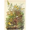 Image 1 : c1946 Audubon Print, #136 Meadow Lark