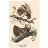 Image 2 : c1946 Audubon Print, #52 Chuck-Will's-Widow