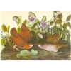 Image 1 : c1950 Audubon Print, Key West Quail-Dove