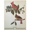 Image 2 : c1946 Audubon Print, #159 Cardinal