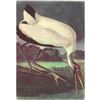 Image 1 : c1950 Audubon Print, Wood Ibis