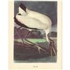 Image 2 : c1950 Audubon Print, Wood Ibis