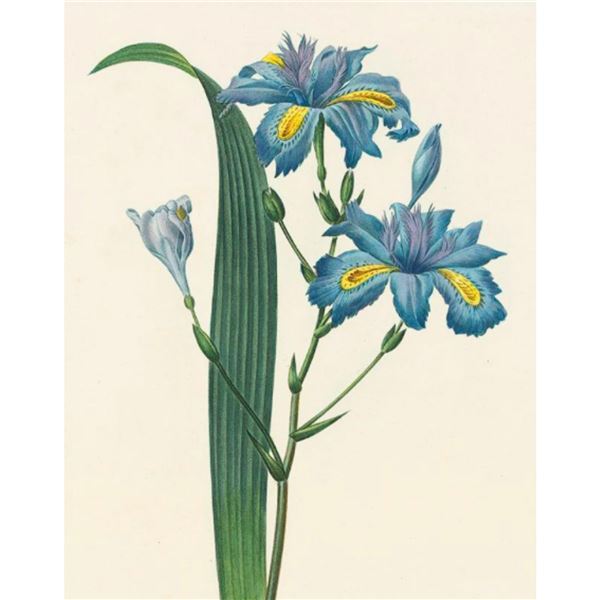 After Pierre-Jospeh Redoute, Floral Print, #58 Iris