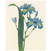 Image 1 : After Pierre-Jospeh Redoute, Floral Print, #58 Iris