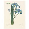 Image 2 : After Pierre-Jospeh Redoute, Floral Print, #58 Iris