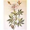 Image 1 : c1950 Audubon Print, Rufus Hummingbird