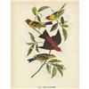 Image 2 : c1946 Audubon Print, #354 Two Tanagers