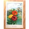 Image 2 : 1920's Color Lithograph Print, Zinnia