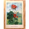 Image 2 : 1920's Color Lithograph Print, Geranium