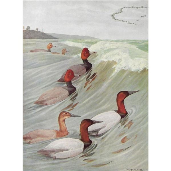 1936 Pearson Birds, ( Redhead, Canvasback )