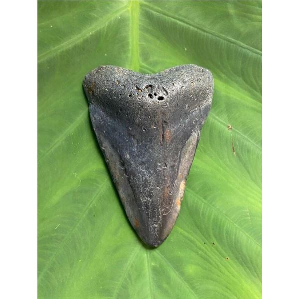 Large Size Prehistoric Megalodon Shark's Tooth Fossil