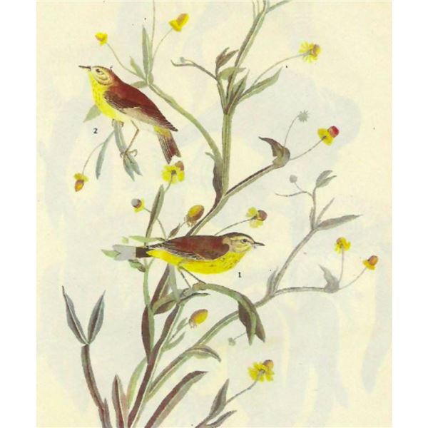 c1946 Audubon Print, #145 Yellow Palm Warbler