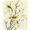 Image 1 : c1946 Audubon Print, #145 Yellow Palm Warbler