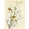 Image 3 : c1946 Audubon Print, #145 Yellow Palm Warbler