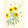 Image 1 : After Pierre-Jospeh Redoute, Floral Print, #24 Tickseed