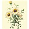 Image 1 : After Pierre-Jospeh Redoute, Floral Print, #22 Crysanthemum