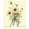Image 2 : After Pierre-Jospeh Redoute, Floral Print, #22 Crysanthemum