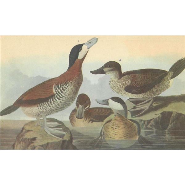 c1946 Audubon Print, #343 Ruddy Duck