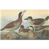 Image 1 : c1946 Audubon Print, #343 Ruddy Duck