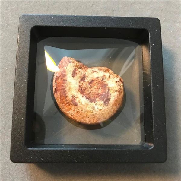 Prehistoric Fossil Ammonite Specimen
