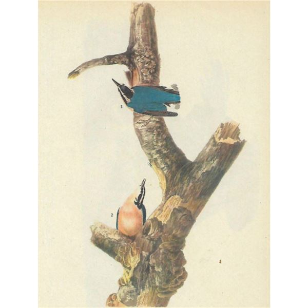 c1946 Audubon Print, #105 Red-Breasted Nuthatch
