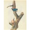 Image 1 : c1946 Audubon Print, #105 Red-Breasted Nuthatch