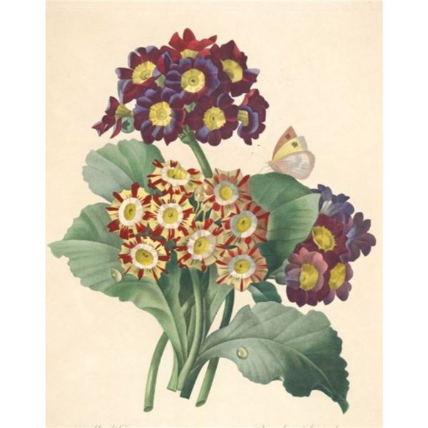 After Pierre-Jospeh Redoute Floral Print, #111 Oreilles d'Ours