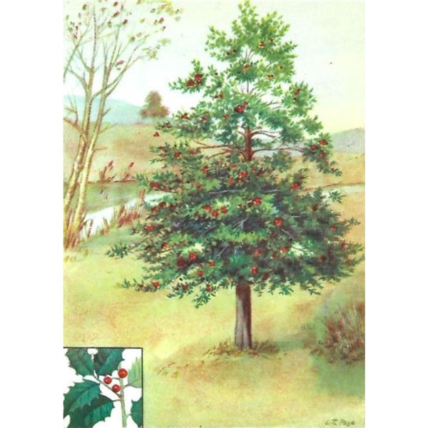 1920's American Holly Color Lithograph Print