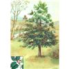 Image 1 : 1920's American Holly Color Lithograph Print