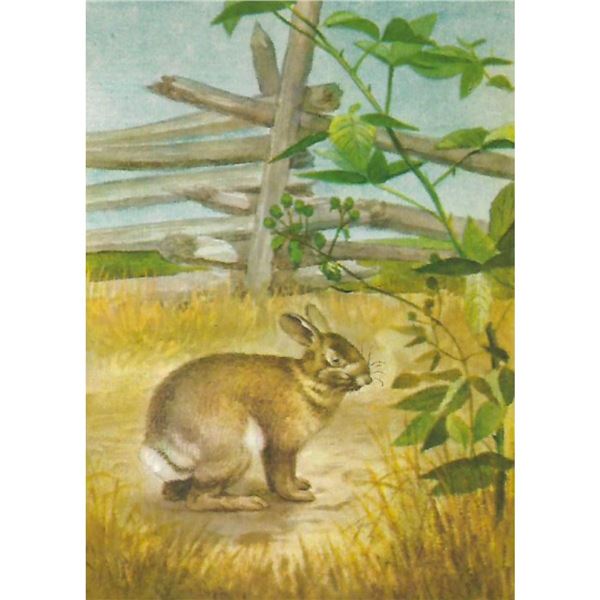 1920's Cottontail Rabbit Color Lithograph Print