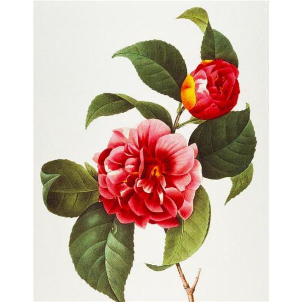 After Pierre-Jospeh Redoute, Floral Print, #16 Camelia