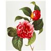 Image 1 : After Pierre-Jospeh Redoute, Floral Print, #16 Camelia