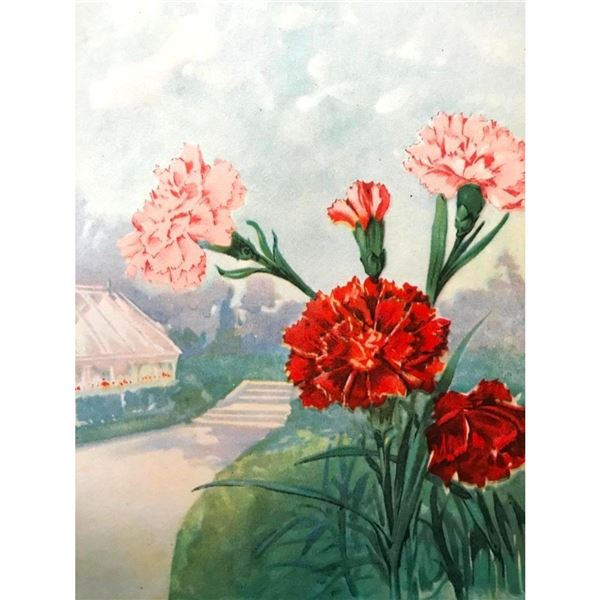 1920's Carnation Color Lithograph Print