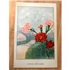 Image 2 : 1920's Carnation Color Lithograph Print