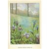 Image 2 : 1920's Fringed Gentian Color Lithograph Print