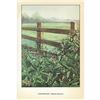 Image 2 : 1920's Nightshade Color Lithograph Print