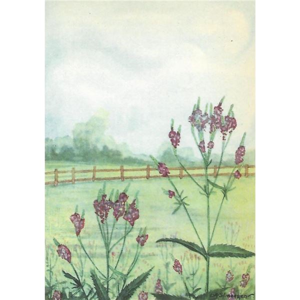 1920's Wild Hyssop Color Lithograph Print