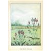 Image 2 : 1920's Wild Hyssop Color Lithograph Print